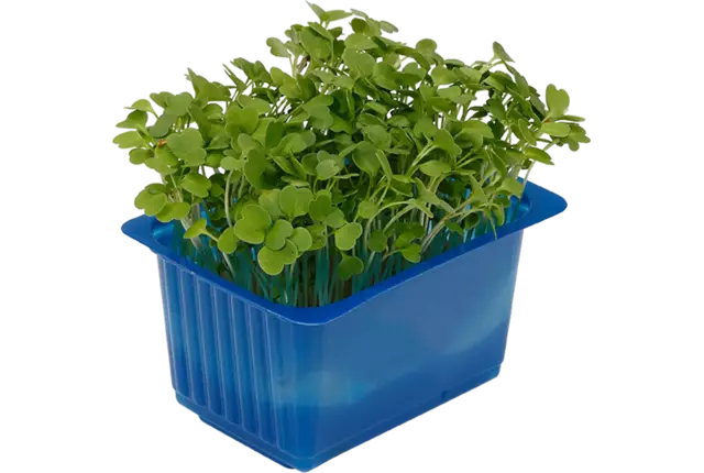 Rucola cress single kist 18 stuks